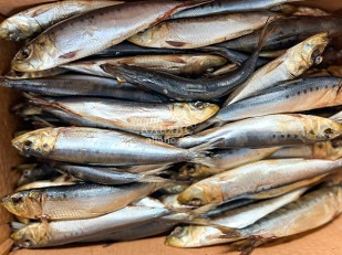 Белый амур холодного копчения: Сельдь Иваси х\к